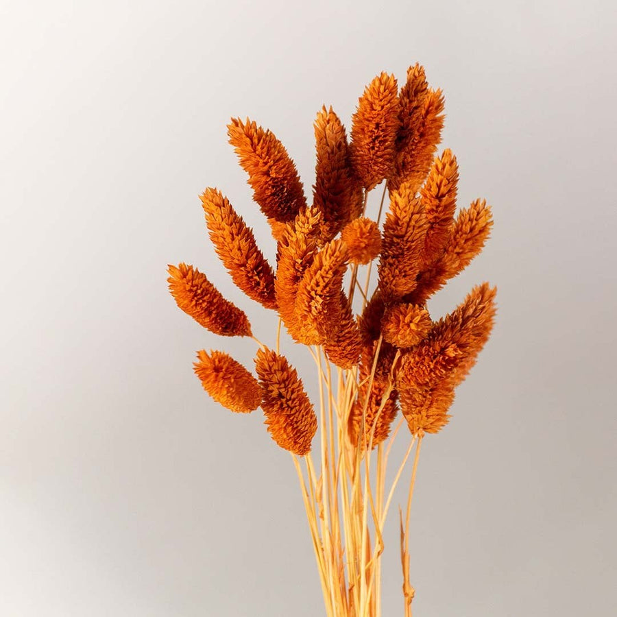 Closeup of rust orange dried bunny tail stems showing fluffy soft texture and detailed natural fibers ideal for warm rustic and modern decor styling.