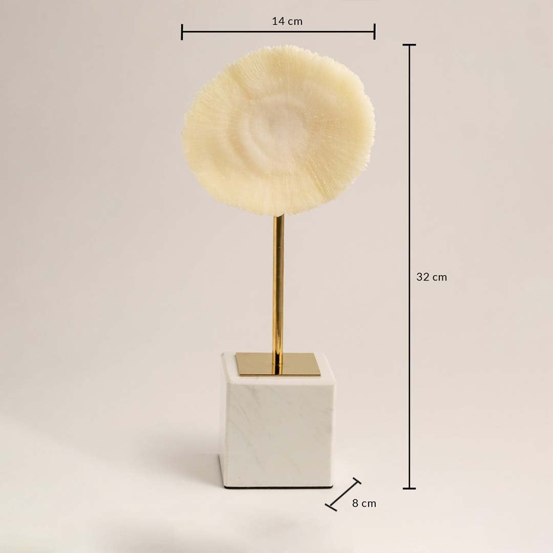 Decorative coral inspired sculpture shown in 32 cm height 14 cm width and 8 cm depth for accurate product sizing.