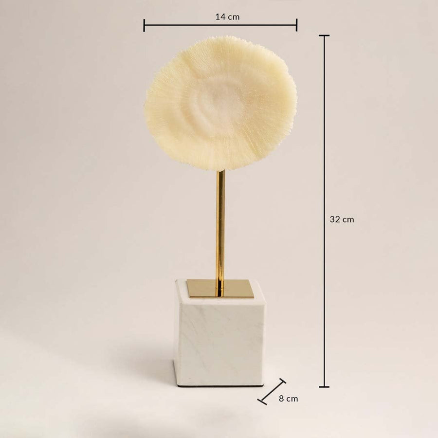 Decorative coral inspired sculpture shown in 32 cm height 14 cm width and 8 cm depth for accurate product sizing.