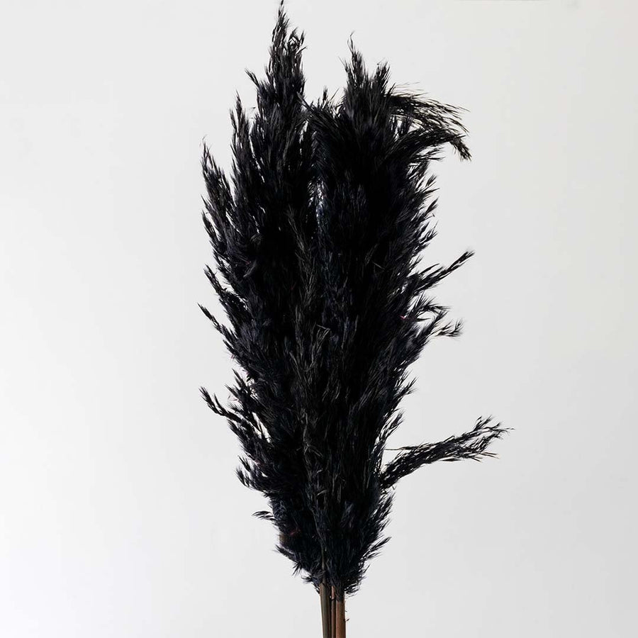 Closeup of fluffy black pampas grass plumes with soft feathery texture for stylish vase decoration.