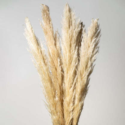 Large Pampas Grass Beige Closeup
