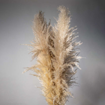 Large Pampas Grass Beige Closeup 1