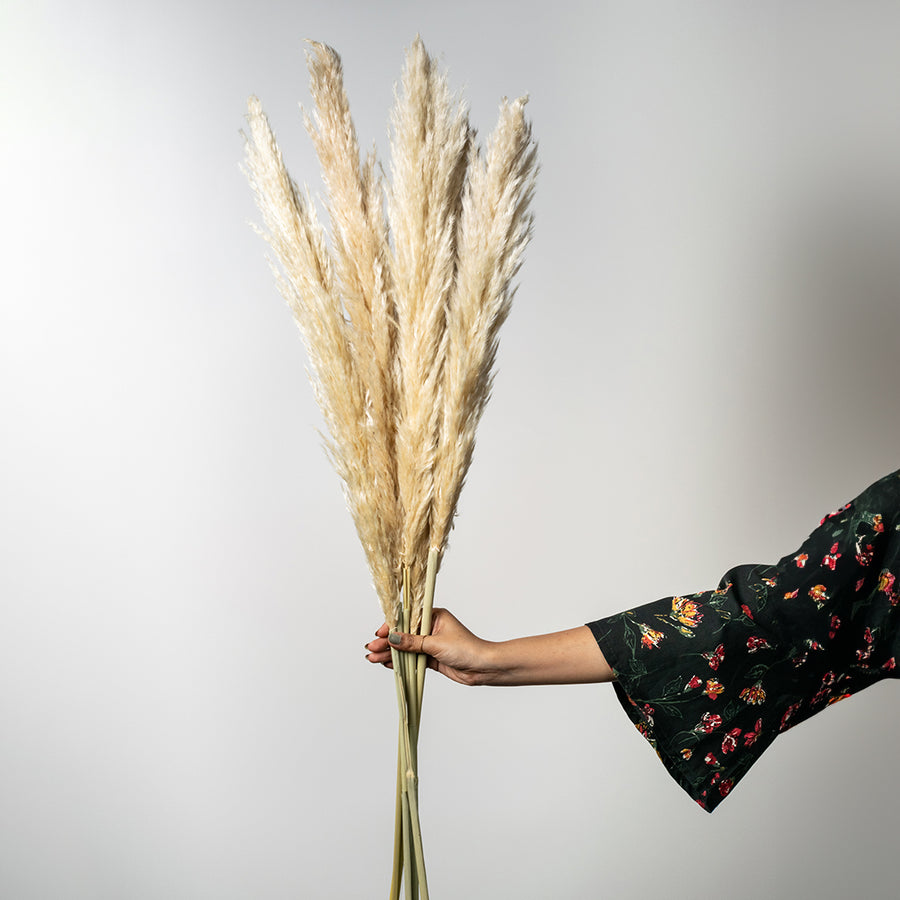 Hand holding natural beige dried pampas grass stems bouquet for bohemian farmhouse style floor vase decor on white backdrop.