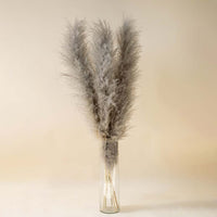 Fluffy grey dried pampas grass stems arranged in a tall clear glass vase for modern interior home decoration on light backdrop.