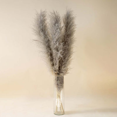 Fluffy grey dried pampas grass stems arranged in a tall clear glass vase for modern interior home decoration on light backdrop.
