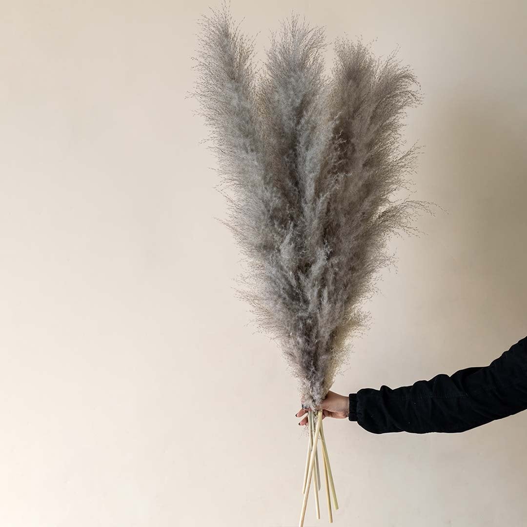 Hand holding fluffy grey dried pampas grass stalks bouquet for elegant bohemian modern tabletop vase decor on white backdrop.