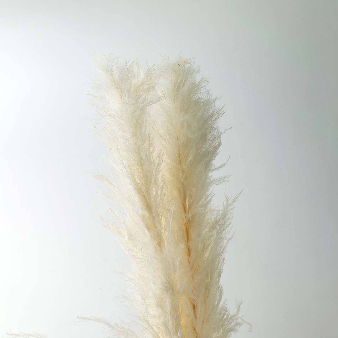 Closeup view of dried pampas grass displayed on a clean background perfect for boho home décor modern natural styling and soft neutral interior decoration.
