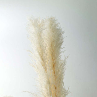 Closeup view of dried pampas grass displayed on a clean background perfect for boho home décor modern natural styling and soft neutral interior decoration.