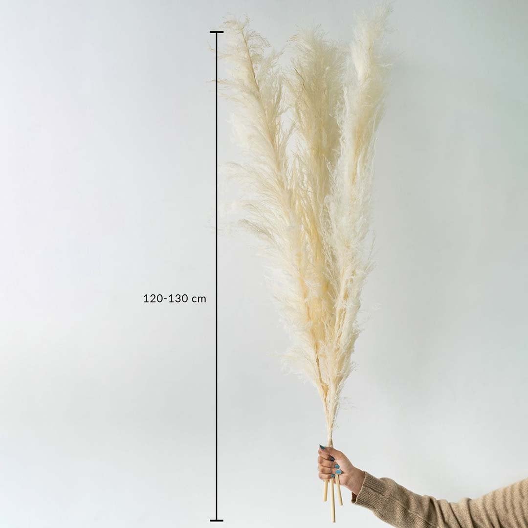 Dried pampas grass stem held by hand with a height of 100 cm displayed on a clean background creating a fluffy pampas décor accent perfect for boho home décor and modern neutral styling.