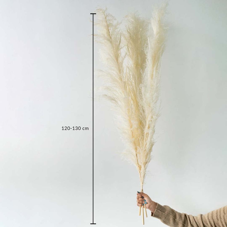 Dried pampas grass stem held by hand with a height of 100 cm displayed on a clean background creating a fluffy pampas décor accent perfect for boho home décor and modern neutral styling.