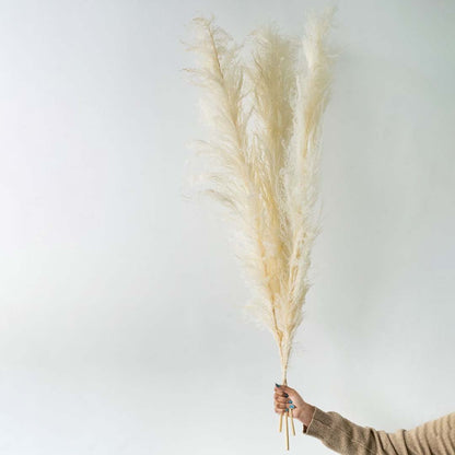 Hand holding fluffy cream white dried pampas grass stems for elegant bohemian living room floor vase decor on white backdrop.