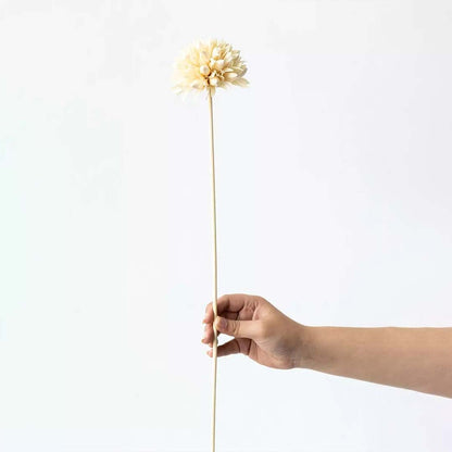 Magnolia Dried Flower - White