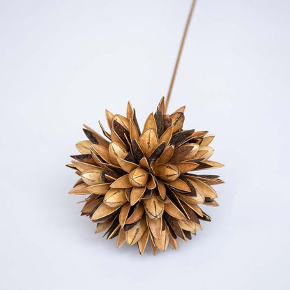 Dried flower with a textured spherical bloom presented on a long stem creating a unique natural décor accent ideal for artistic rustic and modern interior decoration.