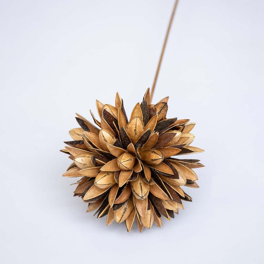 Dried flower with a textured spherical bloom presented on a long stem creating a unique natural décor accent ideal for artistic rustic and modern interior decoration.