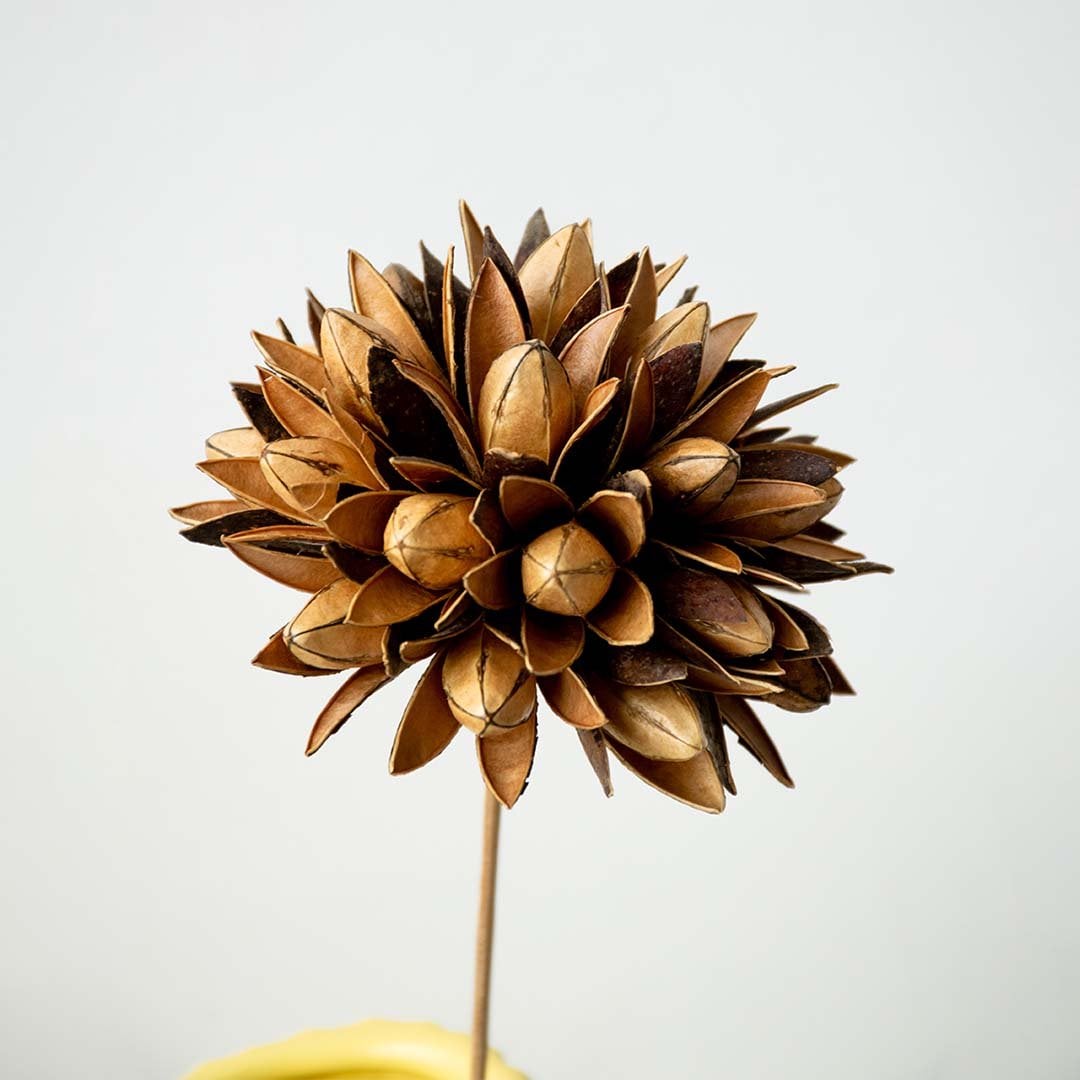 Wooden dried flower presented as a close up highlighting earthy textured petals creating a unique natural décor statement ideal for rustic modern and artistic home styling.