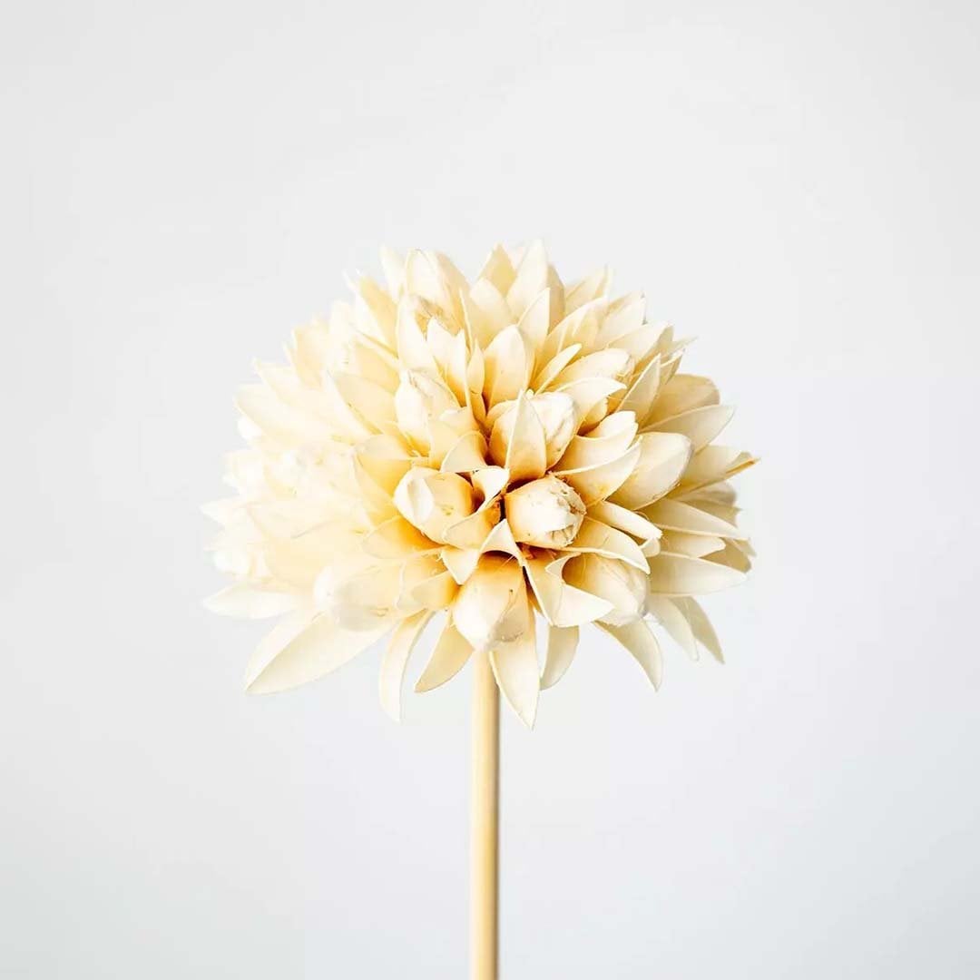 Dried flower arrangement featuring a single cream bloom displayed close up creating a simple natural décor detail perfect for minimal elegant and modern home styling.