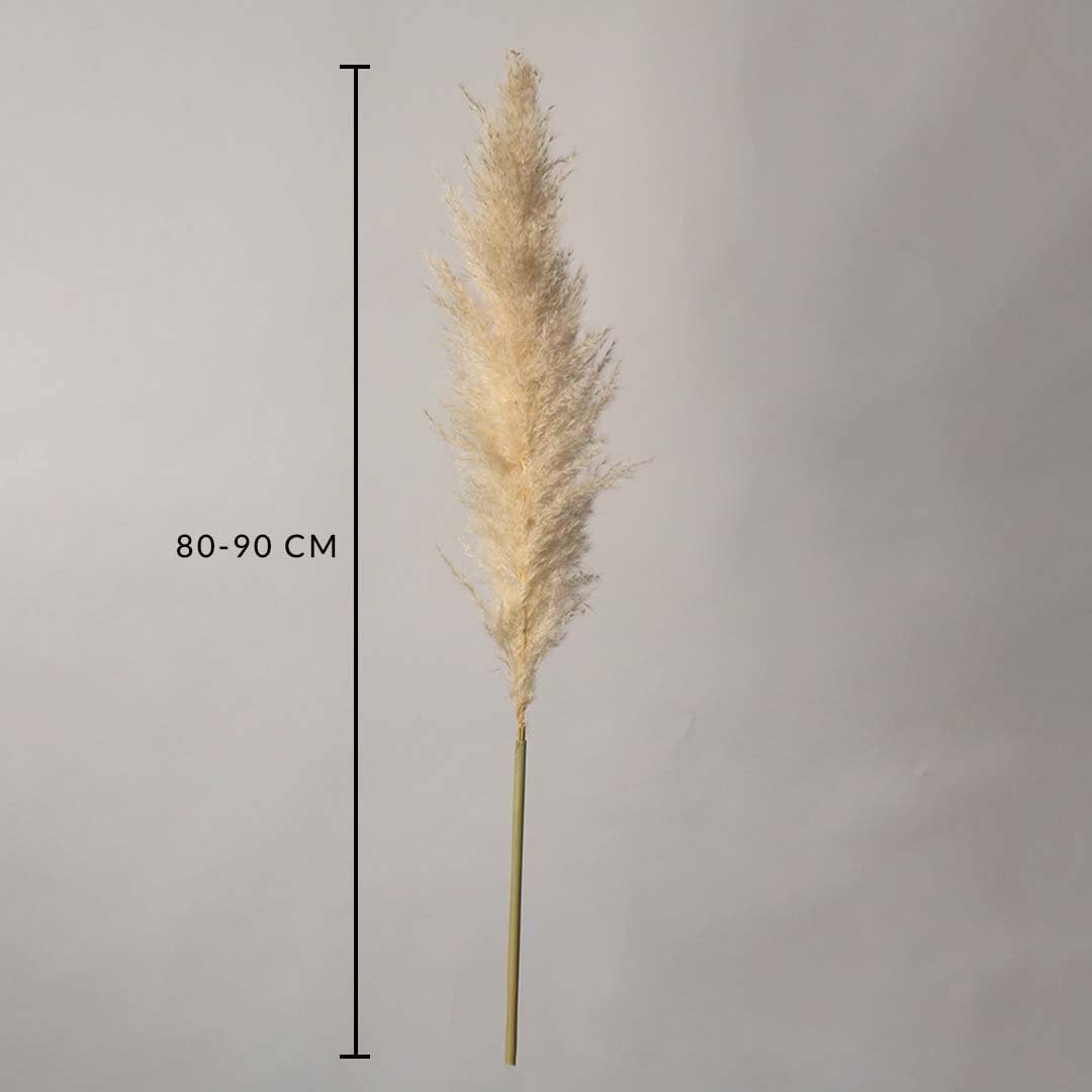 Dried pampas grass stem measured at 80 cm displayed cleanly creating a soft fluffy pampas décor accent perfect for boho styling neutral interiors and modern natural room decoration.