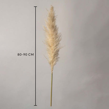 Dried pampas grass stem measured at 80 cm displayed cleanly creating a soft fluffy pampas décor accent perfect for boho styling neutral interiors and modern natural room decoration.