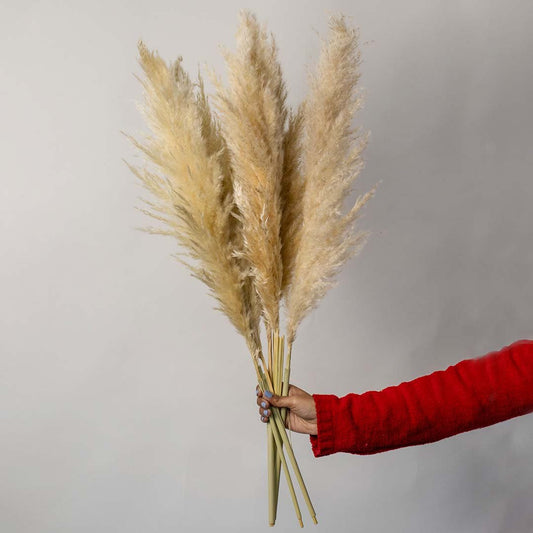 Hand holding natural beige dried pampas grass stems bouquet for elegant bohemian farmhouse style room vase decoration.