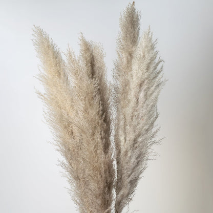 Detailed view of tall grey pampas grass stems highlighting fine feathery texture for vase and floor decor styling.