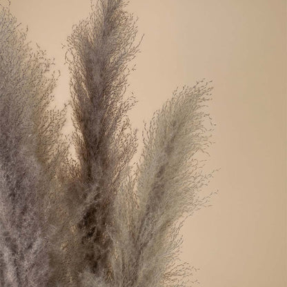 Closeup view of grey pampas grass plumes showing soft fluffy texture and natural look for modern home decoration.