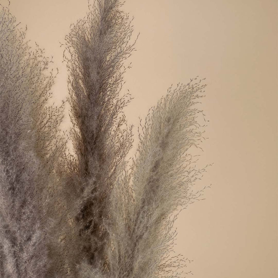 Closeup view of grey pampas grass plumes showing soft fluffy texture and natural look for modern home decoration.
