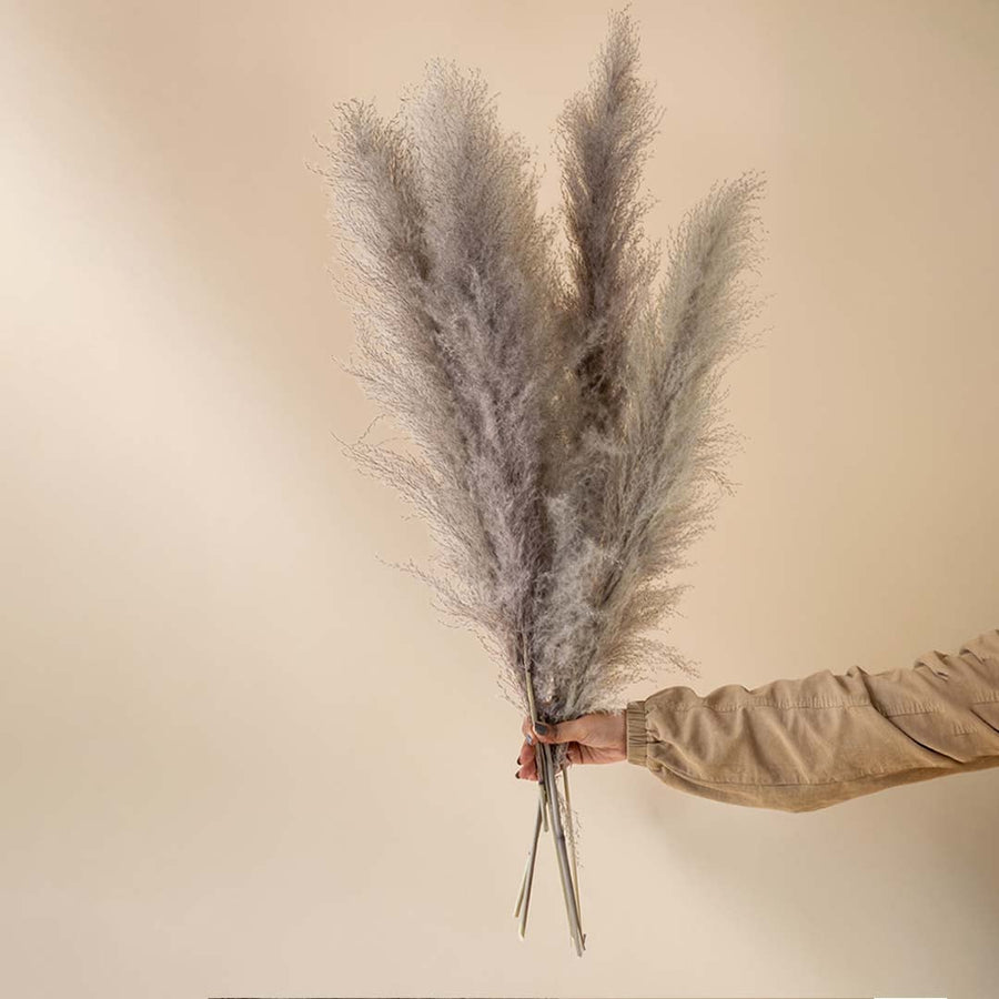 Elegant grey pampas grass bunch displayed on white background perfect for minimalist boho home and event decoration.