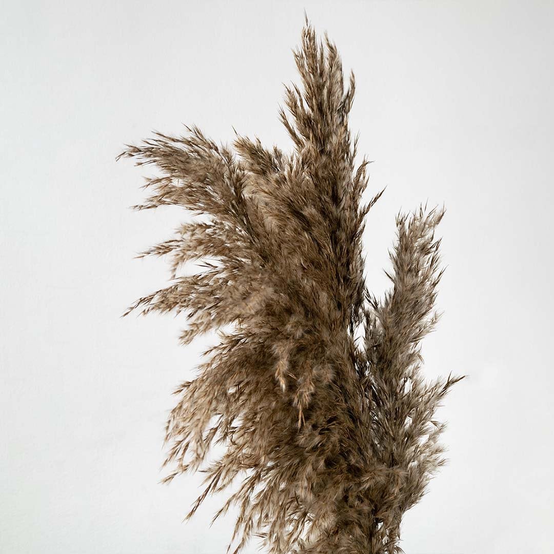 Closeup. view of dried pampas grass bundle displayed against a white background ideal for boho home décor warm neutral interiors and natural modern styling.
