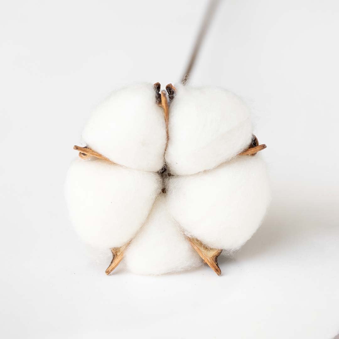 Closeup view of dried cotton stem with natural cotton bolls displayed cleanly creating a soft farmhouse cotton décor accent perfect for rustic home décor styling and warm neutral interiors.