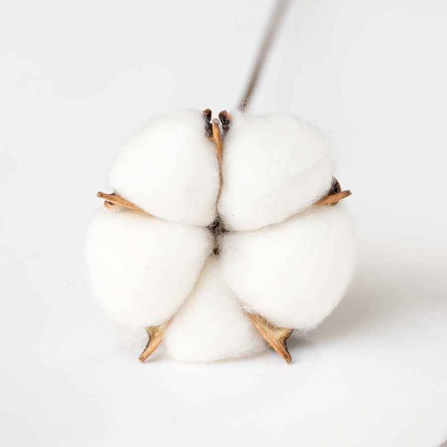 Closeup view of dried cotton stem with natural cotton bolls displayed cleanly creating a soft farmhouse cotton décor accent perfect for rustic home décor styling and warm neutral interiors.