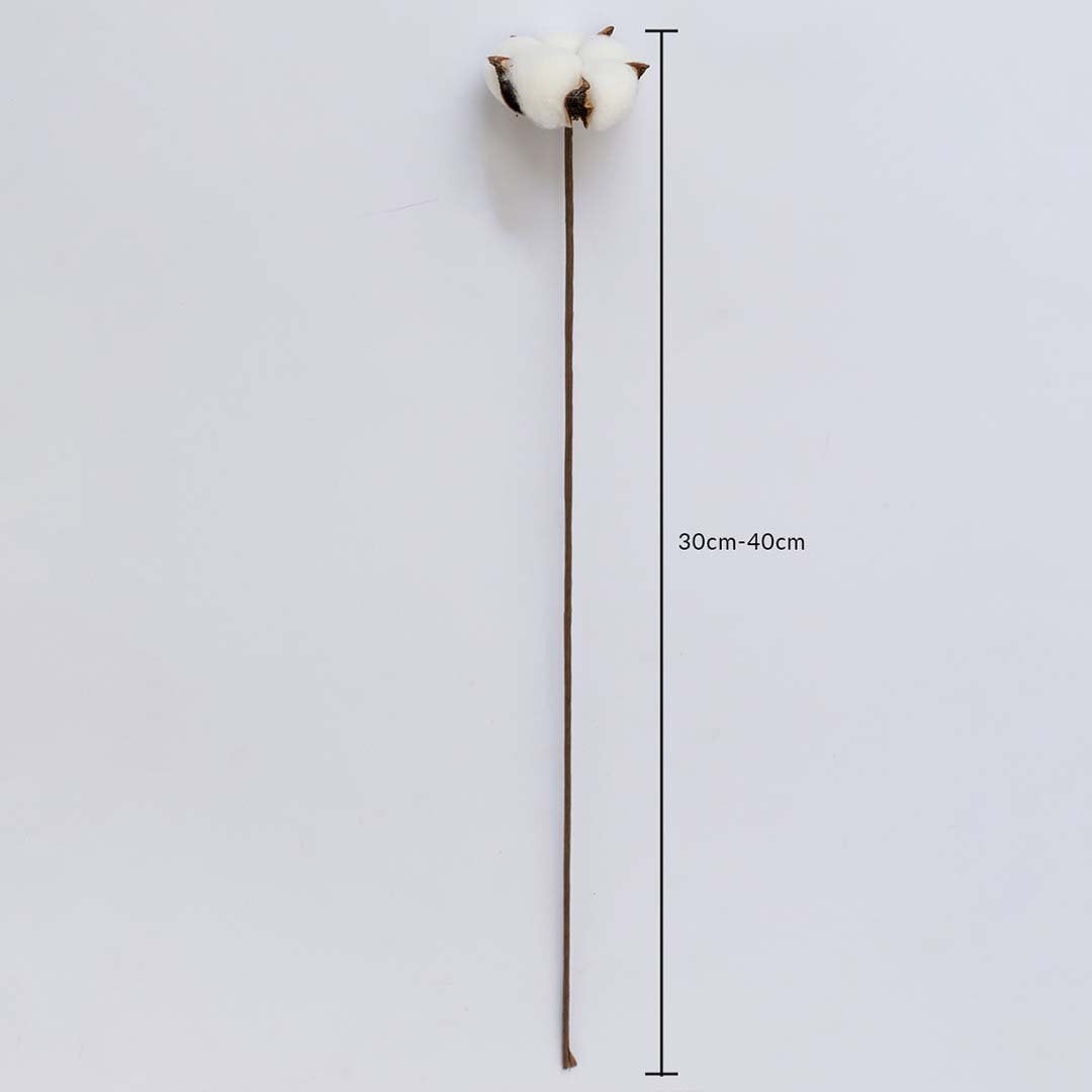 Dried cotton stem measured at 55 cm displayed on a white background creating a soft cotton stem décor accent ideal for farmhouse décor rustic styling and natural warm interiors.