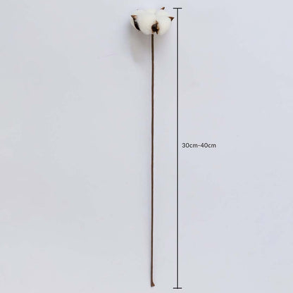 Dried cotton stem measured at 55 cm displayed on a white background creating a soft cotton stem décor accent ideal for farmhouse décor rustic styling and natural warm interiors.