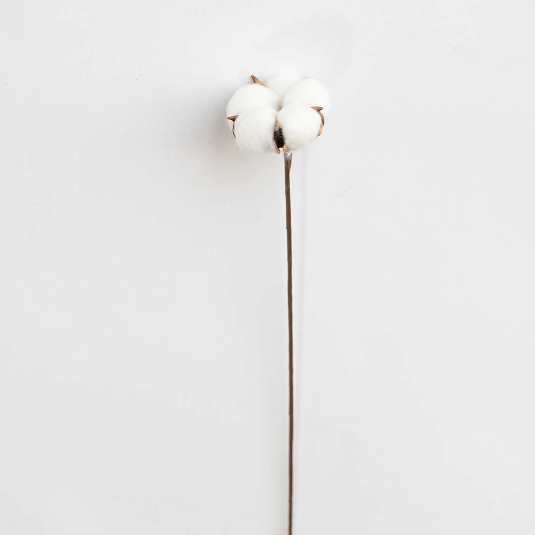 Natural Dried Cotton Stems