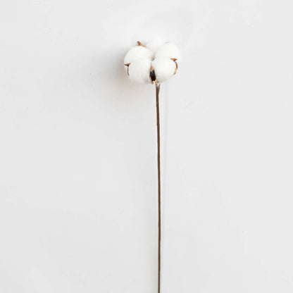 Natural Dried Cotton Stems