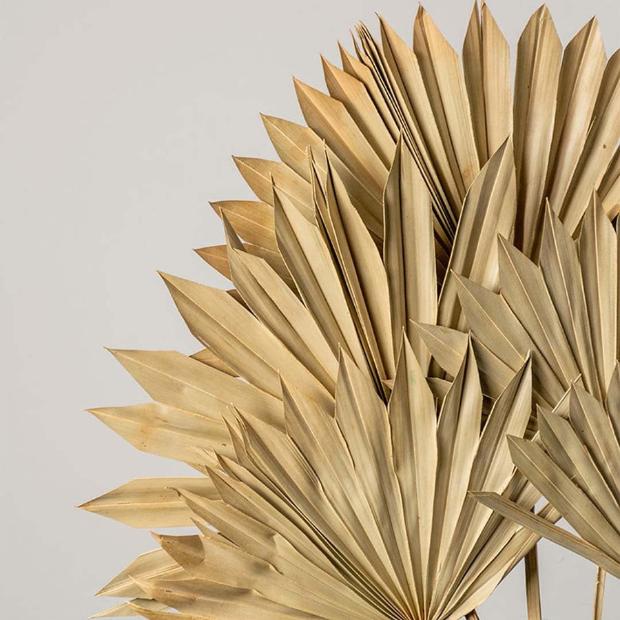 Detailed view of dried palm leaf bunch with crisp texture and golden beige tone perfect for aesthetic home decoration.