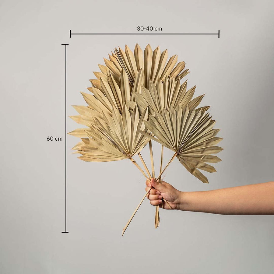 Natural dried palm leaves bunch measuring 60 cm height and 30 to 40 cm width shown on white background for decor reference.