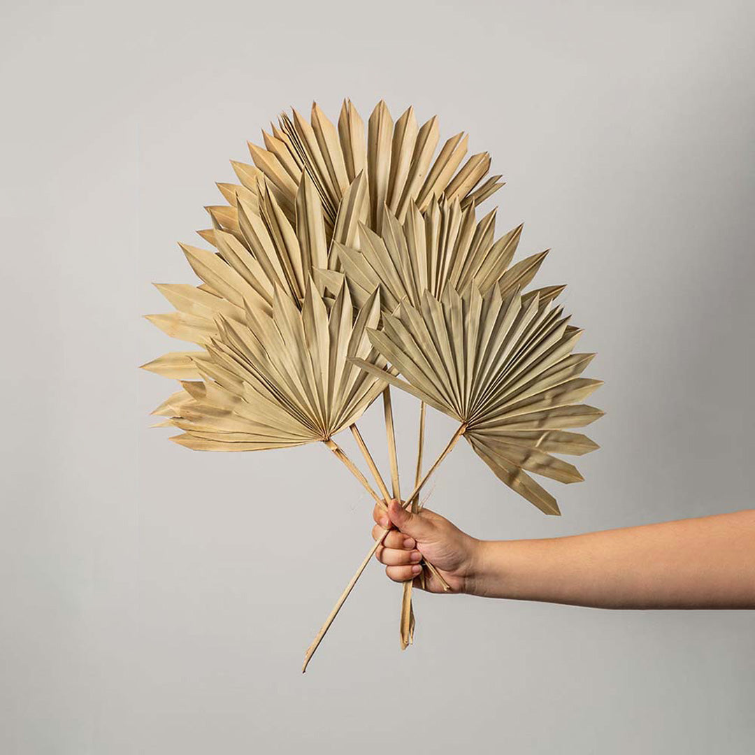 Hand holding four metallic gold painted dried palm sun fan leaves for luxury festive tabletop vase decor on white backdrop.