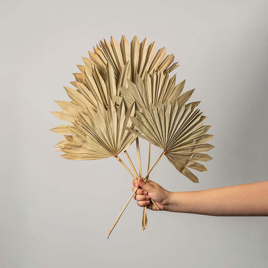 Hand holding four metallic gold painted dried palm sun fan leaves for luxury festive tabletop vase decor on white backdrop.