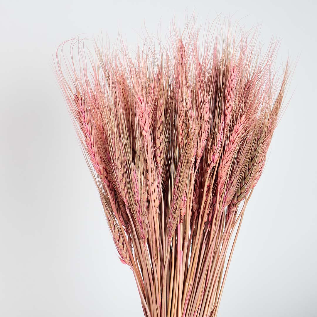 Closeup of pink dried wheat stalks showing natural texture and delicate feathery tops for bohemian farmhouse floral decor.