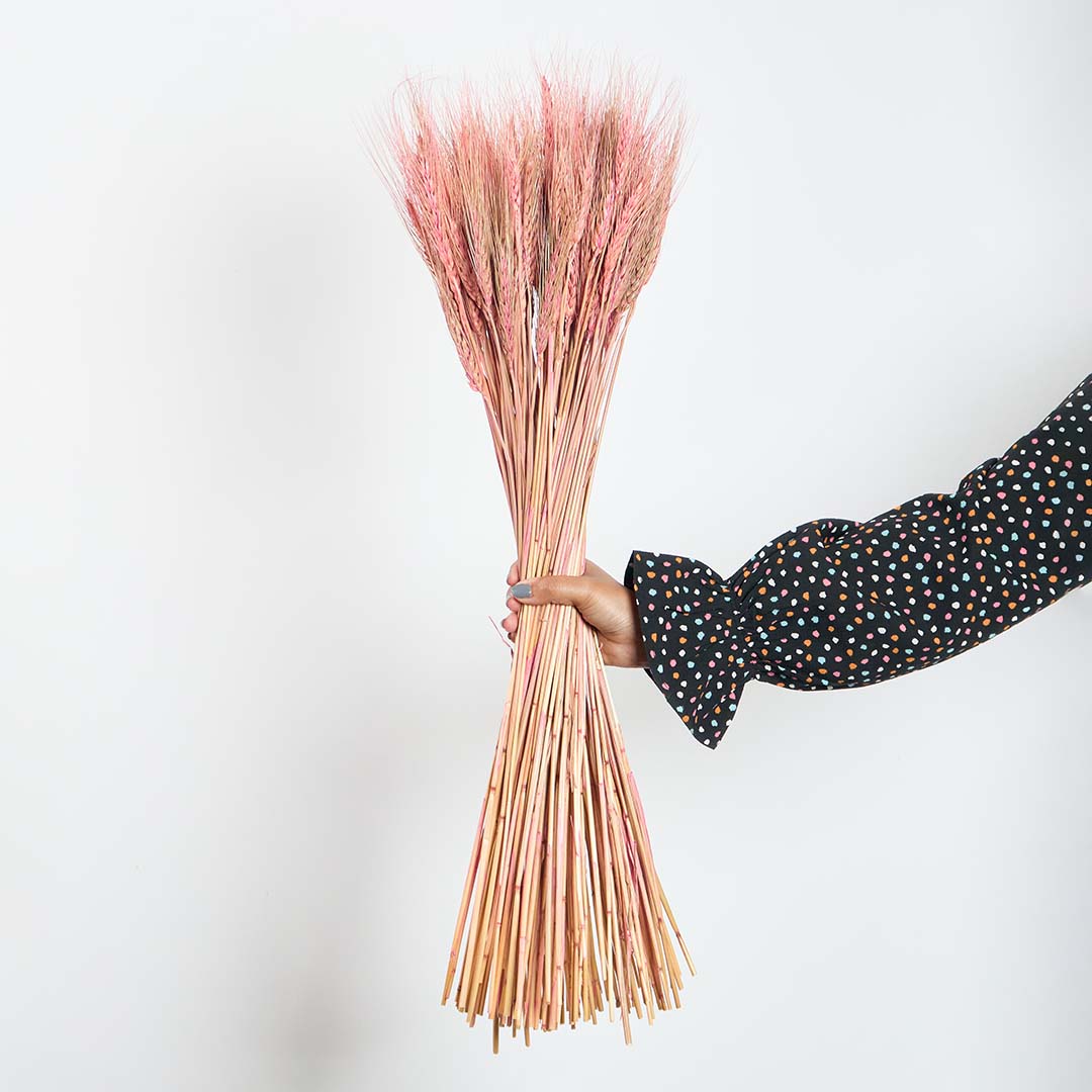 Hand holding a lush bundle of pastel pink dyed dried wheat stalks for charming cottagecore bedroom decor on white backdrop.