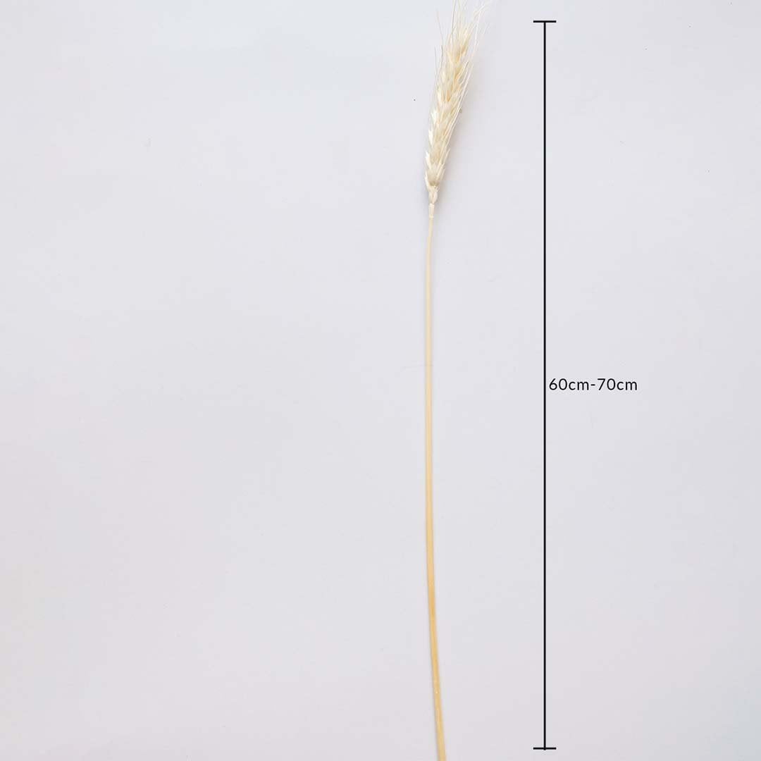 Dried wheat grass stem measured at 60 cm displayed cleanly providing a warm dried wheat décor accent perfect for farmhouse home décor rustic styling and natural earthy decoration.
