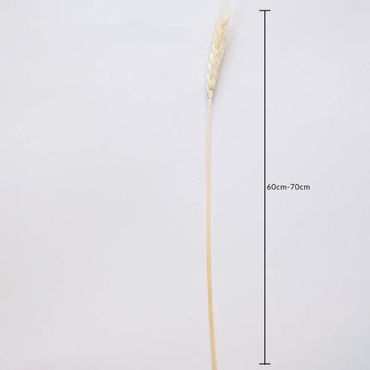 Dried wheat grass stem measured at 60 cm displayed cleanly providing a warm dried wheat décor accent perfect for farmhouse home décor rustic styling and natural earthy decoration.