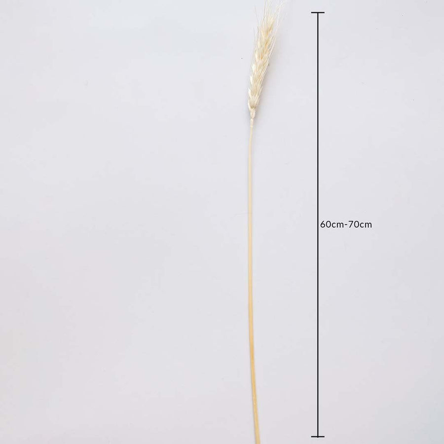 Dried wheat grass stem measured at 60 cm displayed cleanly providing a warm dried wheat décor accent perfect for farmhouse home décor rustic styling and natural earthy decoration.
