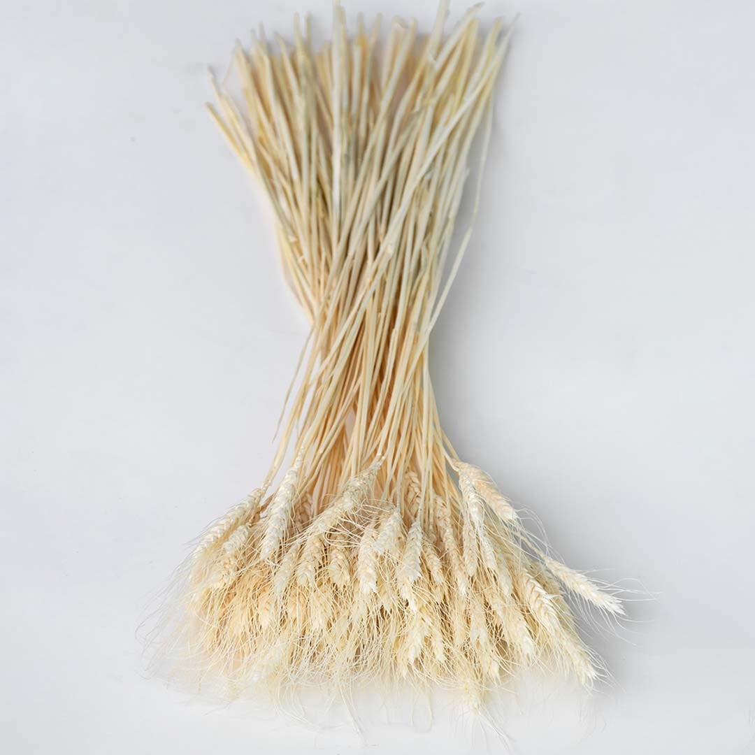 Dried wheat grass bundle displayed against a white background perfect for farmhouse home décor rustic natural styling and earthy interior decoration.