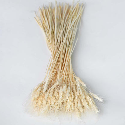 Dried wheat grass bundle displayed against a white background perfect for farmhouse home décor rustic natural styling and earthy interior decoration.
