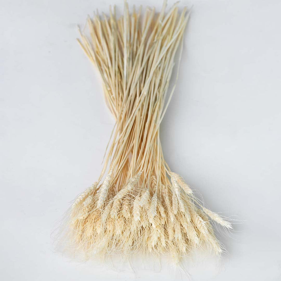 Dried wheat grass bundle displayed against a white background perfect for farmhouse home décor rustic natural styling and earthy interior decoration.