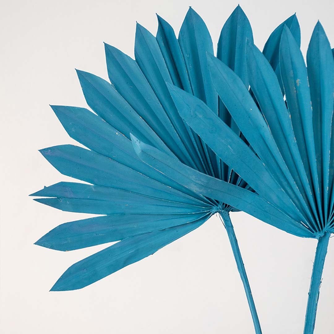 Closeup of fan palm dried leaf with textured natural veins in teal color for home decoration and crafts.