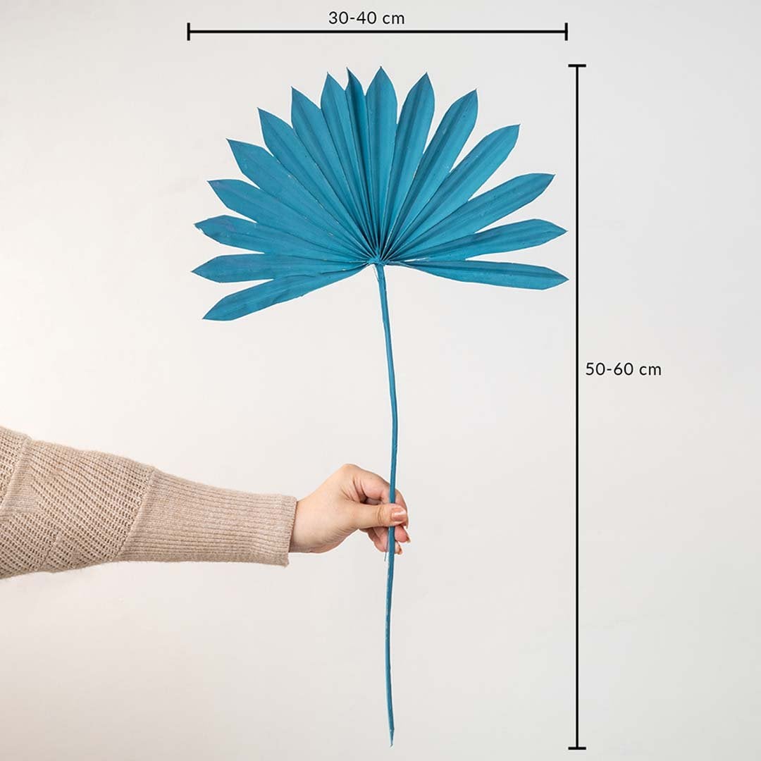 Fan palm dried leaf decor with size dimensions 30 40 cm wide and 50 60 cm tall on white background.