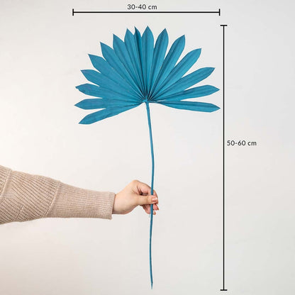 Fan palm dried leaf decor with size dimensions 30 40 cm wide and 50 60 cm tall on white background.