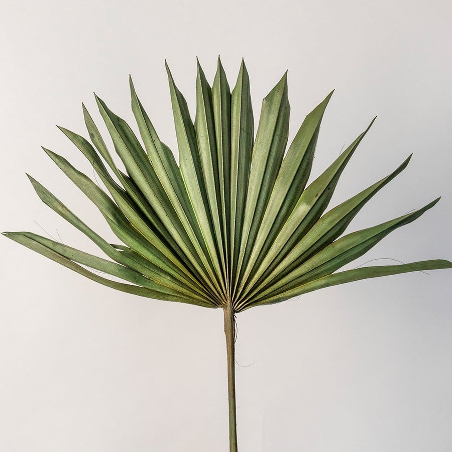 Closeup of dried palm leaf stems showing detailed ribbed texture and natural green hues perfect for minimal home decoration.